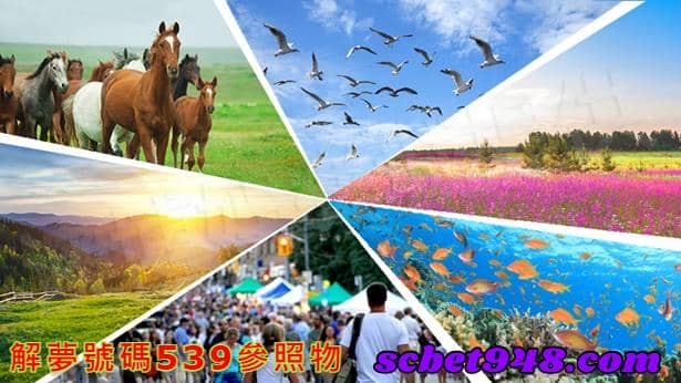解夢號碼539參照物